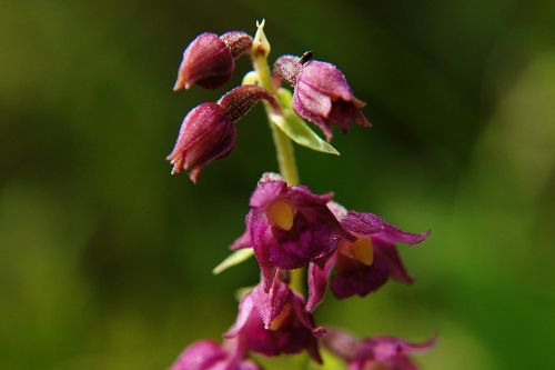 Tamsiai Raudona Helleborine, Epipactis Atrorubens, Orchidėja, Saugoma Augalija