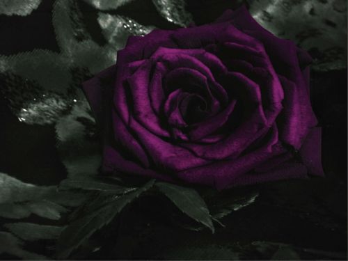 Gėlė,  Rožė,  Violetinė,  Žiedas,  Transformuoti,  Tamsiai Violetinė Rožė