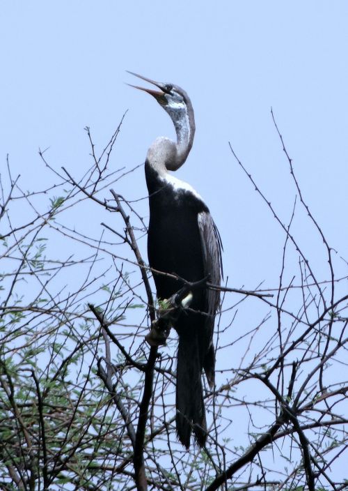 Darter, Snakebird, Vandens Paukštis, Anhingidae, Paukštis, Bharatpur Nacionalinis Parkas, Indija