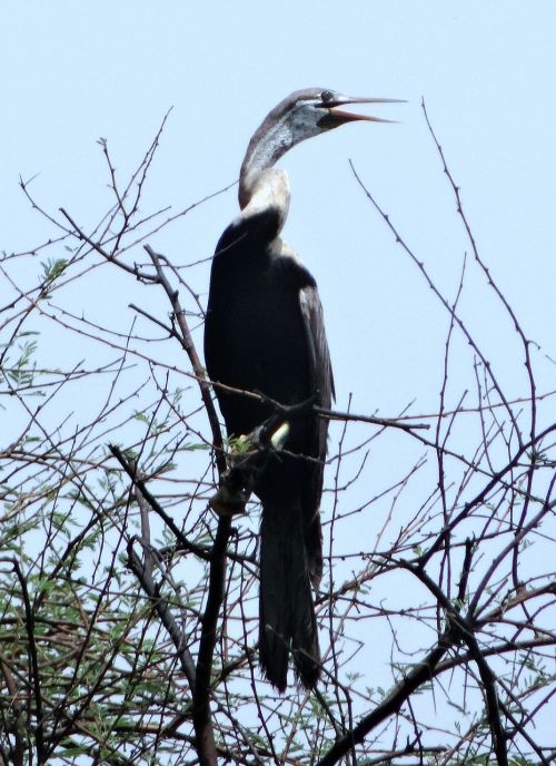 Darter, Snakebird, Vandens Paukštis, Anhingidae, Paukštis, Bharatpur Nacionalinis Parkas, Indija