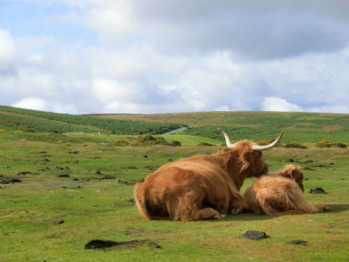 Dartmoor, Anglija, Jungtinė Karalystė, Devon, Kraštovaizdis, Kiauras, Nacionalinis Parkas, Karvės, Galvijai, Kalnų Galvijai, Veršelis, Škotiškas Hochlandrindas, Vaizdas