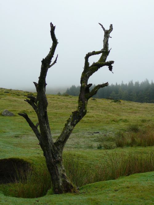 Dartmoor, Mistinis, Anglija, Jungtinė Karalystė, Kraštovaizdis, Kiauras, Nacionalinis Parkas, Medis