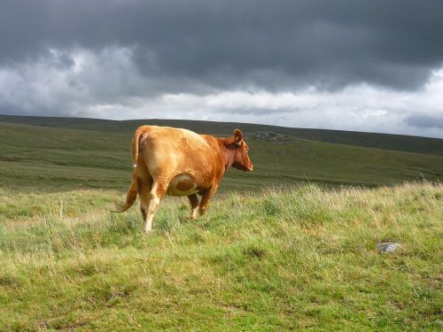 Dartmoor,  Galvijai,  Karvė,  Gyvuliai,  Dartmooriniai Galvijai