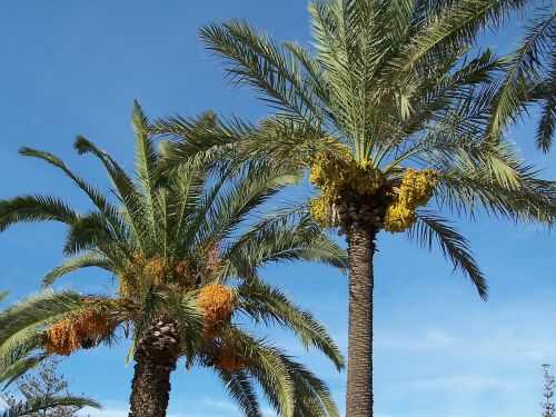 Dienos Palmių, Data, Delnas, Medis, Vaisiai, Egzotiškas, Viduržemio Jūros, Flora, Malta, Gozo