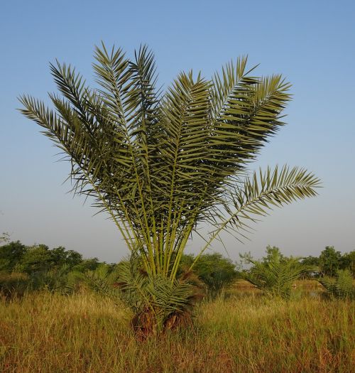 Dienos Palmių, Medis, Jaunas, Phoenix Dactylifera, Plantacija, Ascaceae, Bajana, Gujaratas, Indija