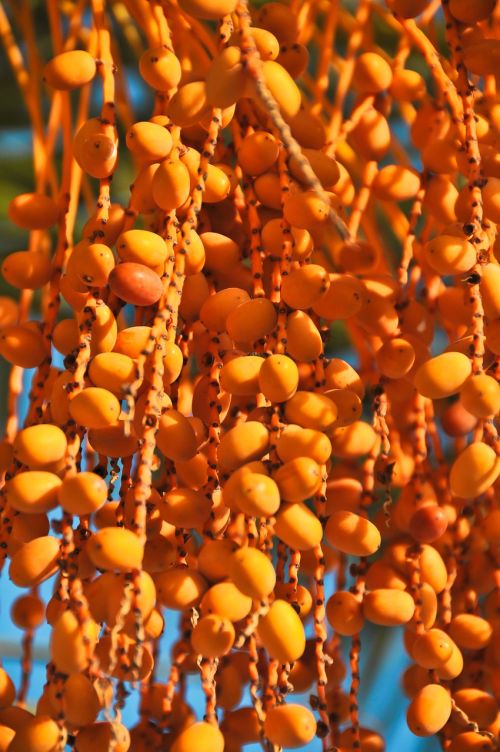 Dienos Palmių Vaisiai, Oranžinė, Atogrąžų, Modelis