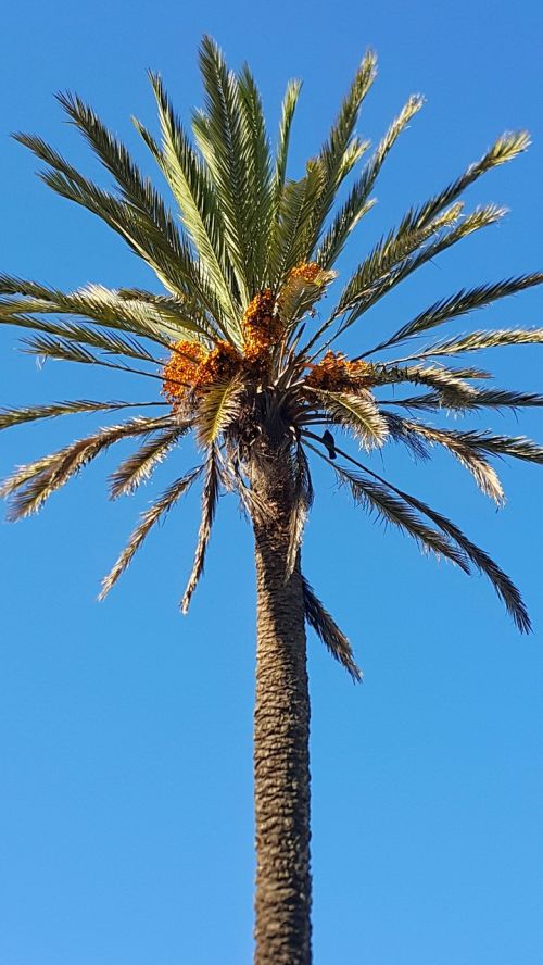 Datos Palmių Medis, Mėlynas Dangus, Marokas, Aukštyn Aukštyn, Straighth, Palmių Lapai