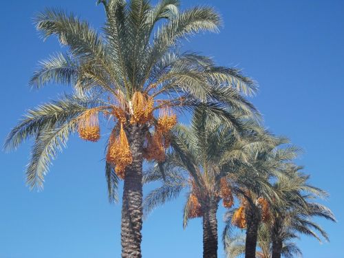 Dienos Palmės, Palmės, Plamenfrucht, Dangus, Turkija, Turkish, Romantika