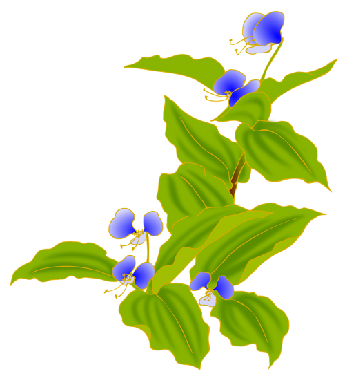 Dayflower, Ruduo, Mėlynas, Gėlės