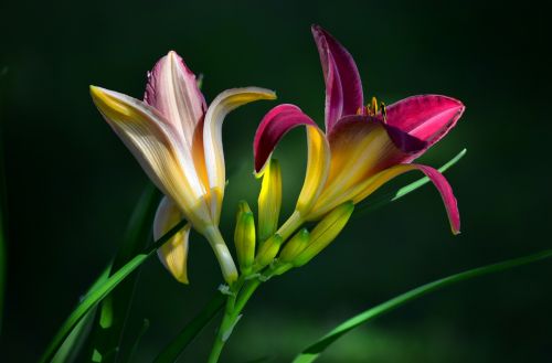 Daylilies, Gėlė, Sodas, Gamta, Vasara