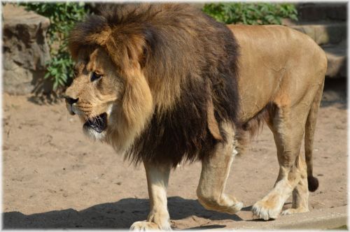 Liūtas,  Karalius,  Plėšrūnas,  Gyvūnas,  Gyvulio Karalius 12