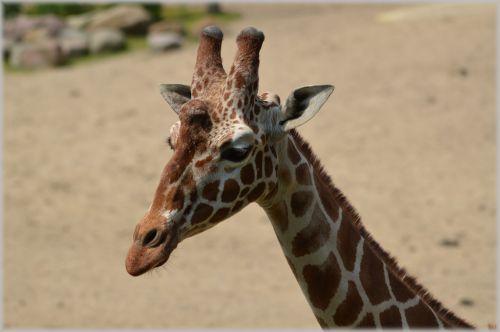 Žirafa,  Giraffa & Nbsp,  Camelopardalis,  Gyvūnas,  Savana,  Laukiniai,  Laukinė Gamta,  Parkai,  Zoologijos Sodas,  Kaklas,  Atrajotojas,  Žolėdis,  Žirafa 01