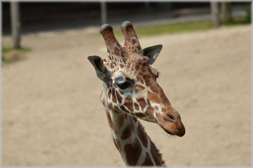 Žirafa,  Giraffa & Nbsp,  Camelopardalis,  Gyvūnas,  Savana,  Laukiniai,  Laukinė Gamta,  Parkai,  Zoologijos Sodas,  Kaklas,  Atrajotojas,  Žolėdis,  Žirafa 02