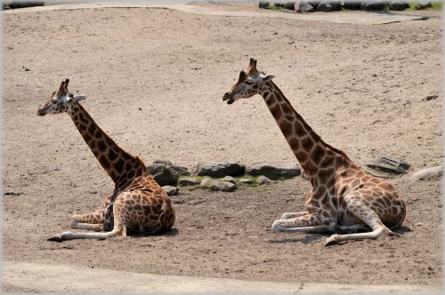 Žirafa,  Giraffa & Nbsp,  Camelopardalis,  Gyvūnas,  Savana,  Laukiniai,  Laukinė Gamta,  Parkai,  Zoologijos Sodas,  Kaklas,  Atrajotojas,  Žolėdis,  Žirafa 06
