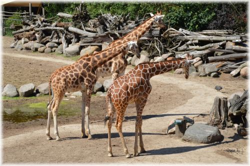 Žirafa,  Giraffa & Nbsp,  Camelopardalis,  Gyvūnas,  Savana,  Laukiniai,  Laukinė Gamta,  Parkai,  Zoologijos Sodas,  Kaklas,  Atrajotojas,  Žolėdis,  Žirafa 07