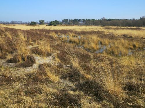 De Grotelės Žievelės, Gamtos Rezervatas, Noord Limburg, Nyderlandai