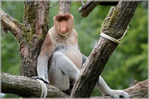 Proboscis & Nbsp,  Beždžionė,  Beždžionė,  Retas,  Apenheul,  Holland,  Beždžionė Beždžionė 2
