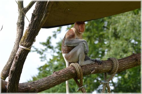 Proboscis & Nbsp,  Beždžionė,  Retas,  Beždžionė,  Zoologijos Sodas,  Beždžionių Rinkinys 2.2