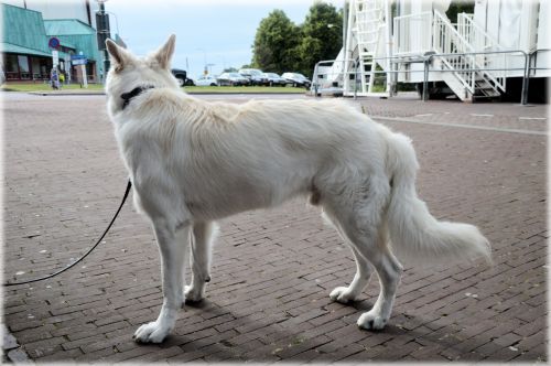 Šuo,  Naminis Gyvūnėlis,  Grynakraujis,  Aviganis,  Balta,  Baltasis Swiss Shepherds 8