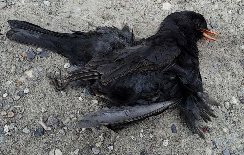 Negyvas Juodasis Paukštis, Gyvenimo Pabaigoje, Paukščių Plunksnos, Animacinis Filmas