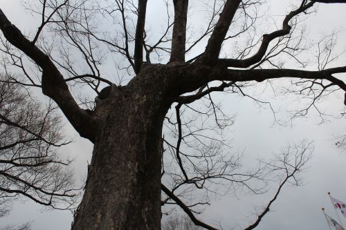 Negyvas Medžio Medis, Mediena, Žiemos Medis