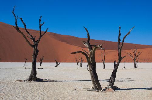 Deadvlei, Namibija, Dykuma, Sausas, Medis