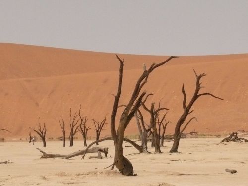 Deadvlei, Sahara, Miręs Vlei, Namibija, Sausra, Smėlis, Kopos