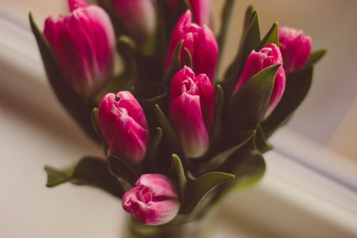 Dekoratyvinis, Flora, Gėlių Vaza, Gėlės, Tulpės