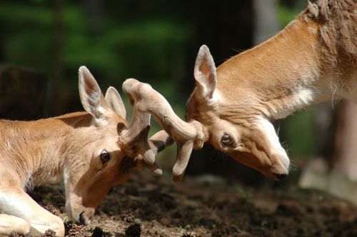 Elnias, Gyvūnai, Gamta, Gyvūnas, Fauna