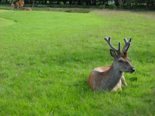 Elnias, Antlers, Laukinė Gamta, Gyvūnai, Škotija