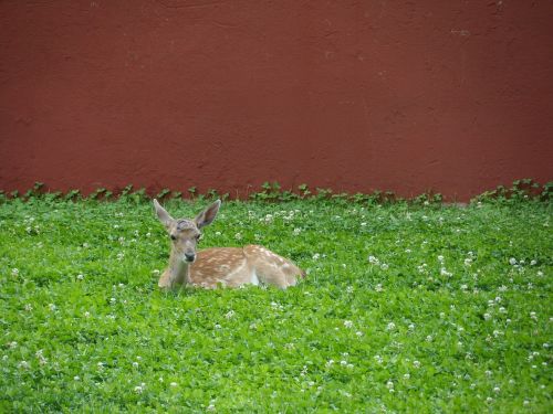 Elnias, Gamta, Gyvūnas, Gyvūnai, Fauna, Žinduoliai, Kalnas