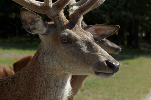 Elnias, Galva, Zoologijos Sodas, Gyvūnas, Portretas