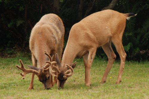 Elnias, Žinduolis, Fauna, Antlers, Gamta, Vašingtono Valstija, Šiaurės Amerika