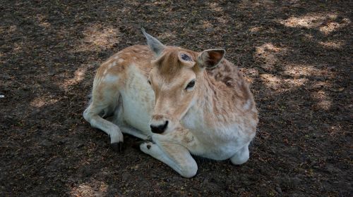 Elnias, Gamta, Gyvūnai, Laukiniai, Žinduolis, Gyvūnas, Fauna, Ree, Kraštovaizdis, Laukinis Gyvenimas, Kamufliažas, Gyvūnų Pasaulis