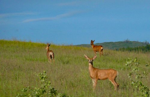 Elnias, Laukinė Gamta, Gyvūnai, Muledeer, Pieva