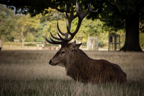 Elnias, Ežeras, Laukinė Gamta, Gyvūnas, Gamta, Laukiniai, Žinduolis, Antler, Miškas, Buck, Balta, Patinas, Ragas, Galva, Medžioklė, Juoda, Raudona, Simbolis, Šiaurės Elniai, Siluetas, Medžioti, Cerva, Dizainas, Raguotas, Ruda, Sezonas, Piešimas, Trofėjus, Natūralus, Žiema, Doe, Didelis, Sezoninis, Žvilgsnis, Vintage, Medžiotojas, Sėdėti