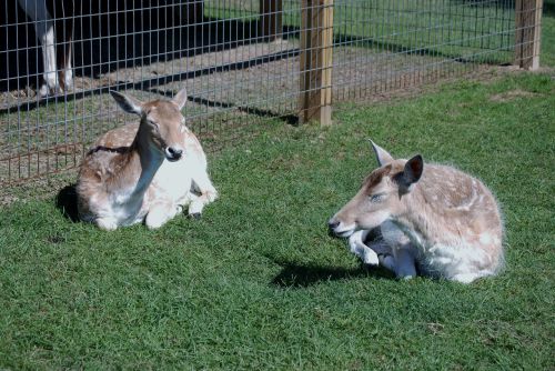 Elnias,  Zoologijos Sodas,  Ruda,  Gyvūnas,  Žinduolis,  Vilnos,  Kailis,  Ūkis,  Mielas,  Plaukai,  Galva,  Juokinga,  Gulintis,  Laukiniai,  Naminis Gyvūnėlis,  Veidas,  Petting,  Dėmės,  Žavinga,  Snieguotė