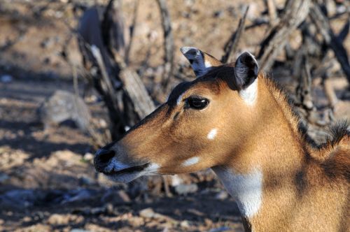 Elnias,  Gyvūnas,  Laukinis & Nbsp,  Gyvūnas,  Žinduolis,  Profilis,  Zoologijos Sodas,  Galva,  Elnių Profilis