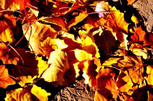 Defoliacija, Žemė, Ruduo