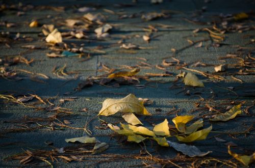 Defoliacija, Lapai, Žemė, Saulės Šviesa