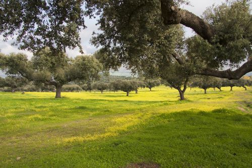 Dehesa, Encina, Alentejo