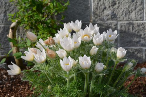 Subtilus Gėlių, Baltos Gėlės, Pavasaris