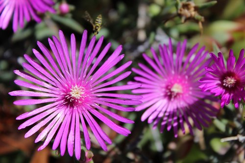 Delosperma,  Gėlės,  Gamta