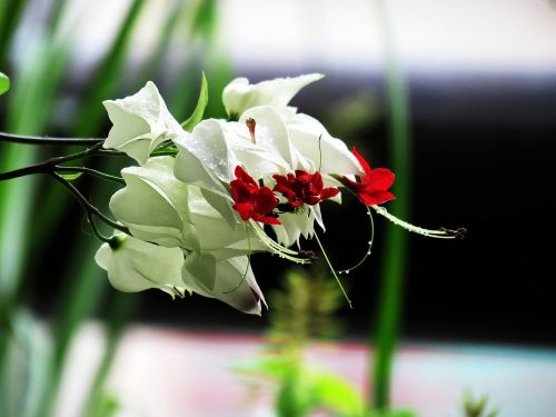Den Delon, Augalai, Balta Gėlė, Gamta, Gėlės