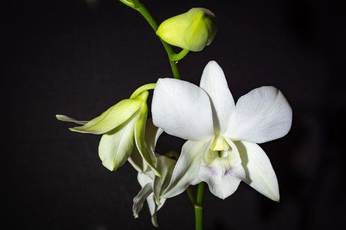 Dendrobium,  Orchidėjų,  Baltos Spalvos,  Gėlė,  Pavasaris