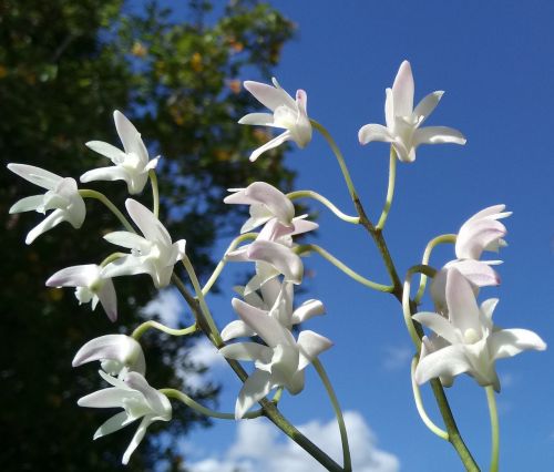 Dendrobio Orchidėja, Žiedai, Mėlynas Dangus, Pavasaris, Gamta