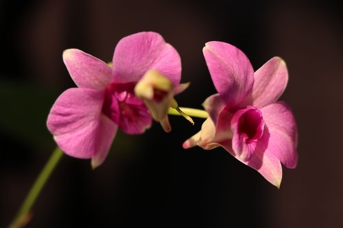 Dendrobium Orchidėjų,  Rožinis,  Gėlė,  Žiedlapis,  Orchidėja