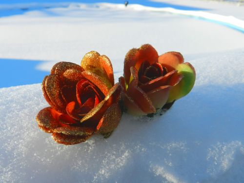 Gėlės,  Sniegas,  Peizažas,  Žiema,  Gėlės Ant Sniego # 1