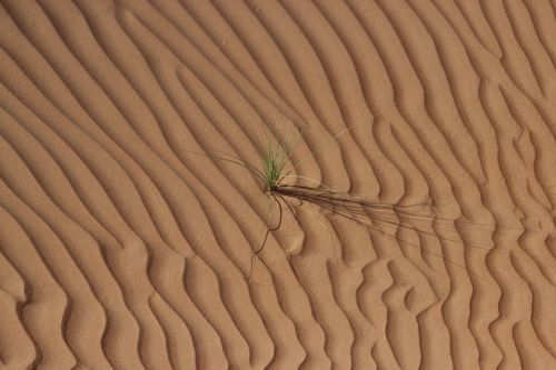 Dykuma, Oman, Smėlis, Kopos, Sausas