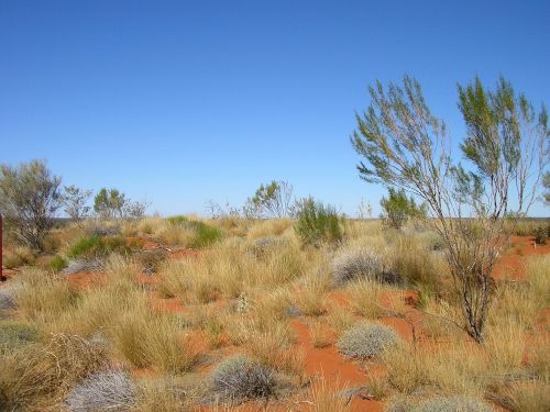 Dykuma, Raudonas Smelis, Australian Outback, Australia